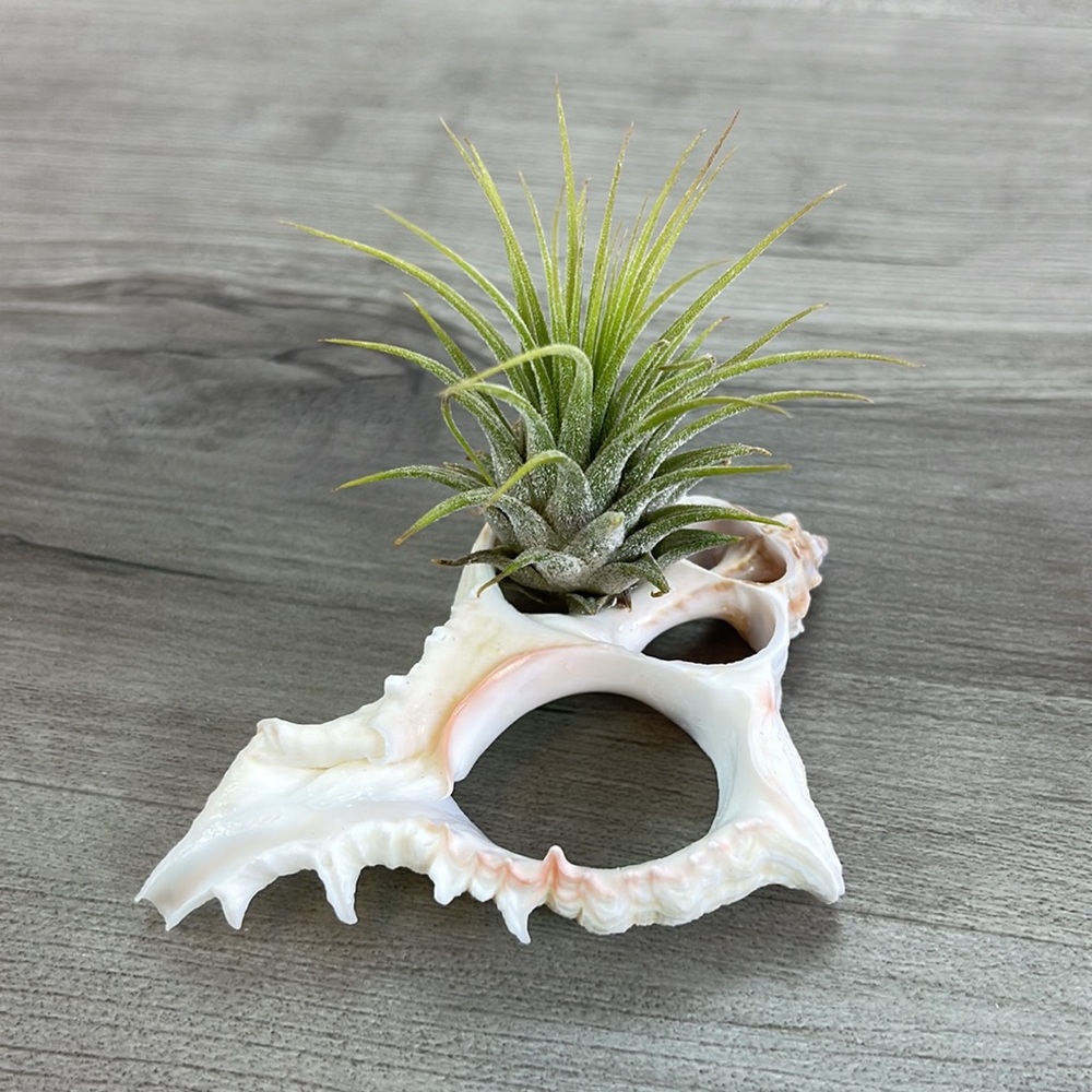 🔆AIR PLANT BUDDY🔆 WITH REAL SEA SHELL HAND MADE AND UNIQUE - Picture 10 of 11